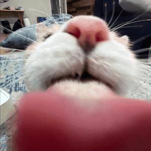 a cat licking the lens of the camera