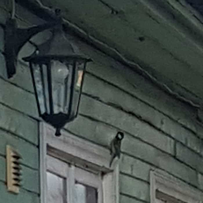 titbird perched on the top of a window of a wood plank building