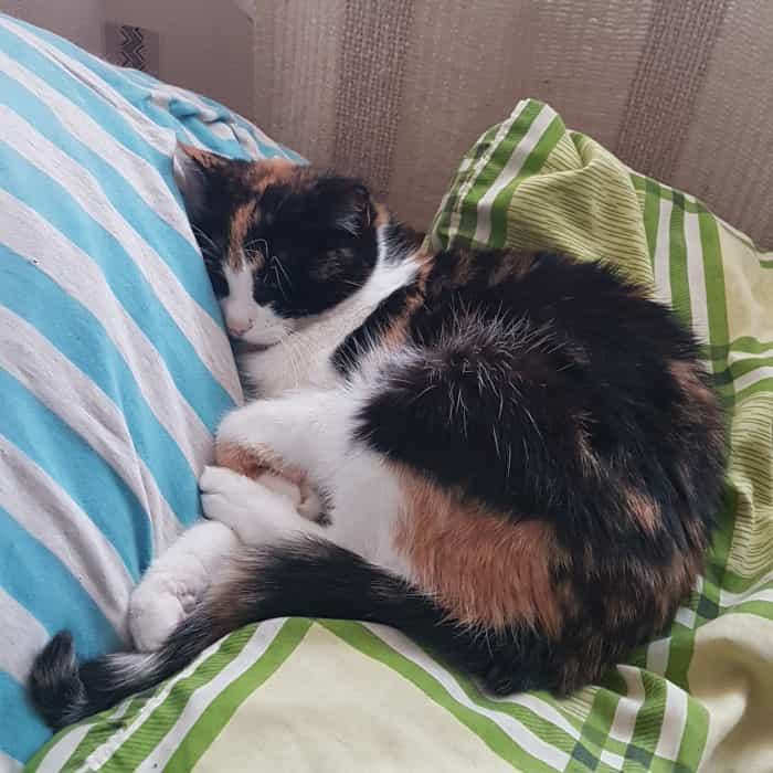 sleeping calico cat nestled on a pillow atop a beanbag, paws crossing, almost shrimplike pose