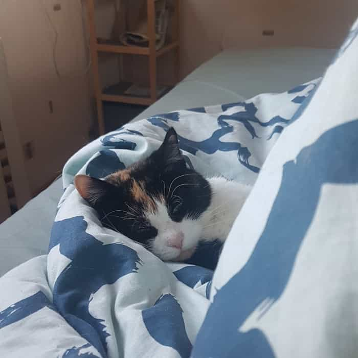 sleepy calico cat peeking from behind my tucked-up legs under blanket