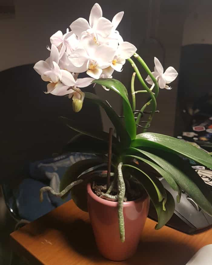 a small orchid with many leaves and pinkish white blooms on it