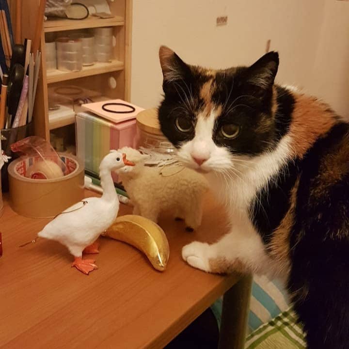 my cat being caught red-handed after inspecting the sheep in particular (front paws atop table, gazing straight into camera)