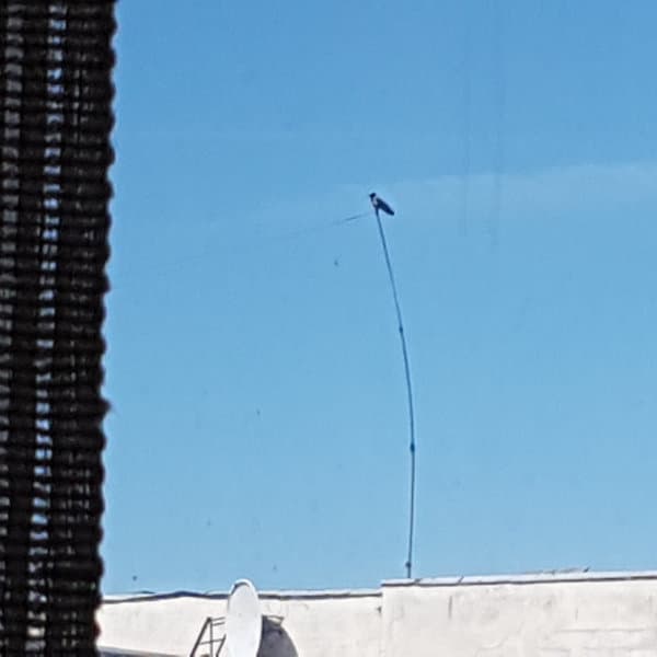 a crow perched atop a tall pole on an apartment building roof