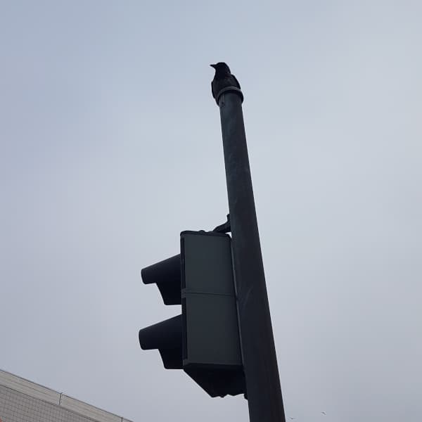 a jackdaw atop a traffic light pole