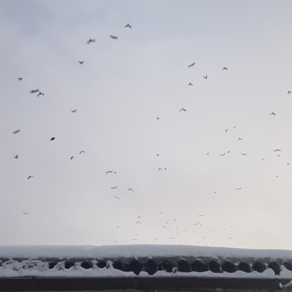 a bunch of birds flying high overhead a cloudy sky, above some roof