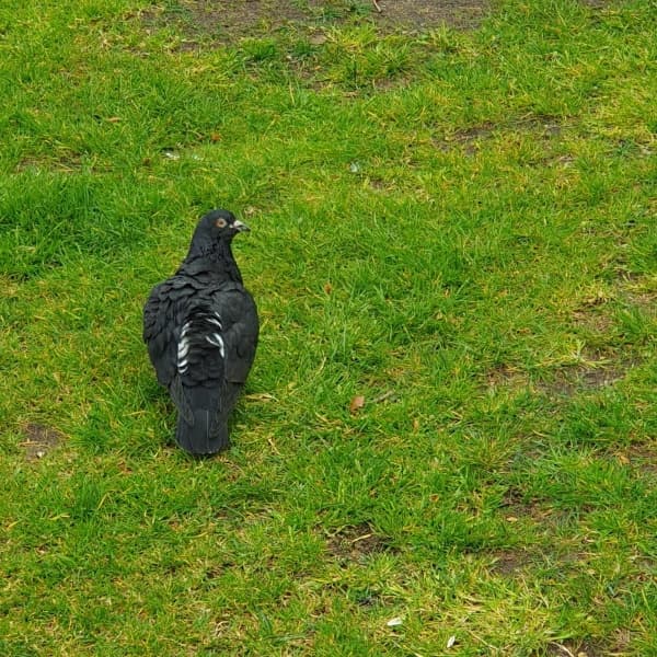 a black pigeon with some white under the wings, stood in grass, back towards the camera, looking to the side