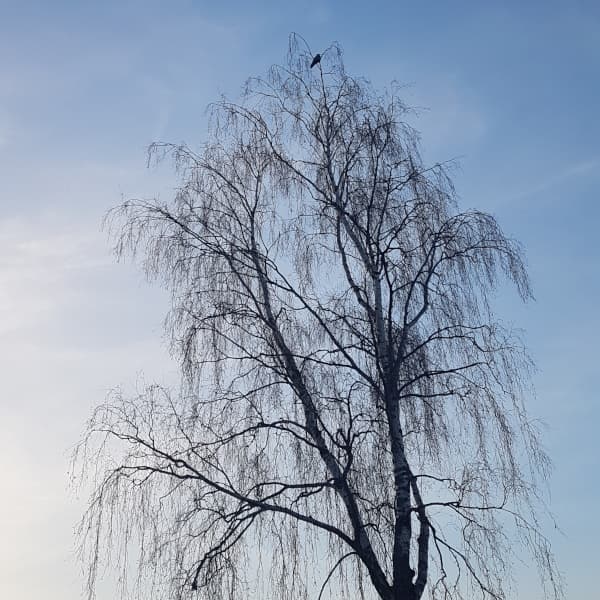 a bird perched up above a bare tree