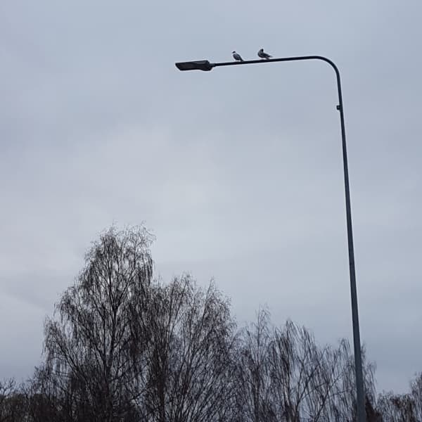 two gulls atop a street light