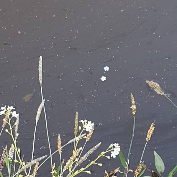 two forget-me-not blossoms floating in water, the image bottom-bordered by some pondside vegetation