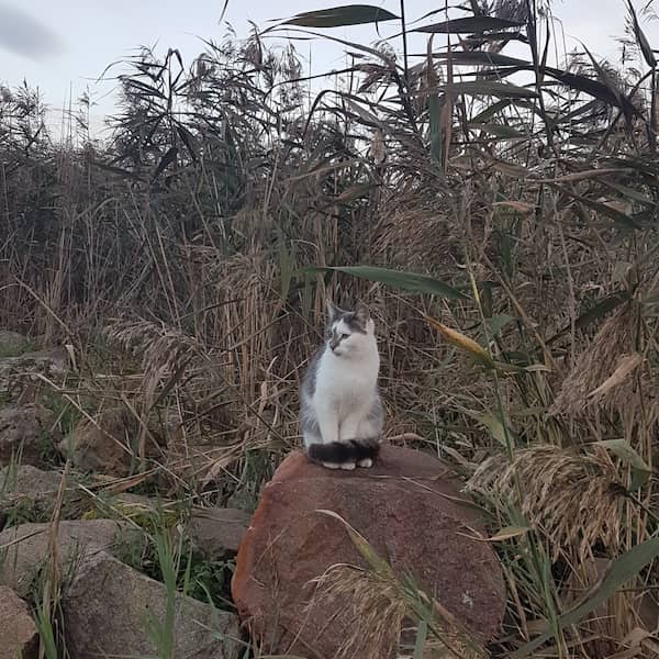 bicolor grey tabby cat sitting on a large rock among reeds