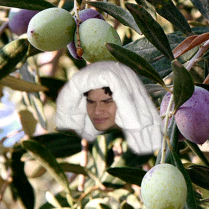 oli xl, with a grimacing face and a towel on his head, photoshopped into an olive tree